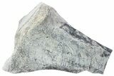 Fossil Titanothere (Megacerops) Limb Bone End - South Dakota #229049-1